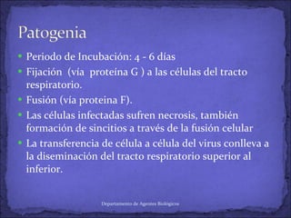 Periodo de Incubación: 4 - 6 días Fijación  (vía  proteína G ) a las células del tracto respiratorio.  Fusión (vía proteina F). Las células infectadas sufren necrosis, también formación de sincitios a través de la fusión celular La transferencia de célula a célula del virus conlleva a la diseminación del tracto respiratorio superior al inferior.  Departamento de Agentes Biológicos 