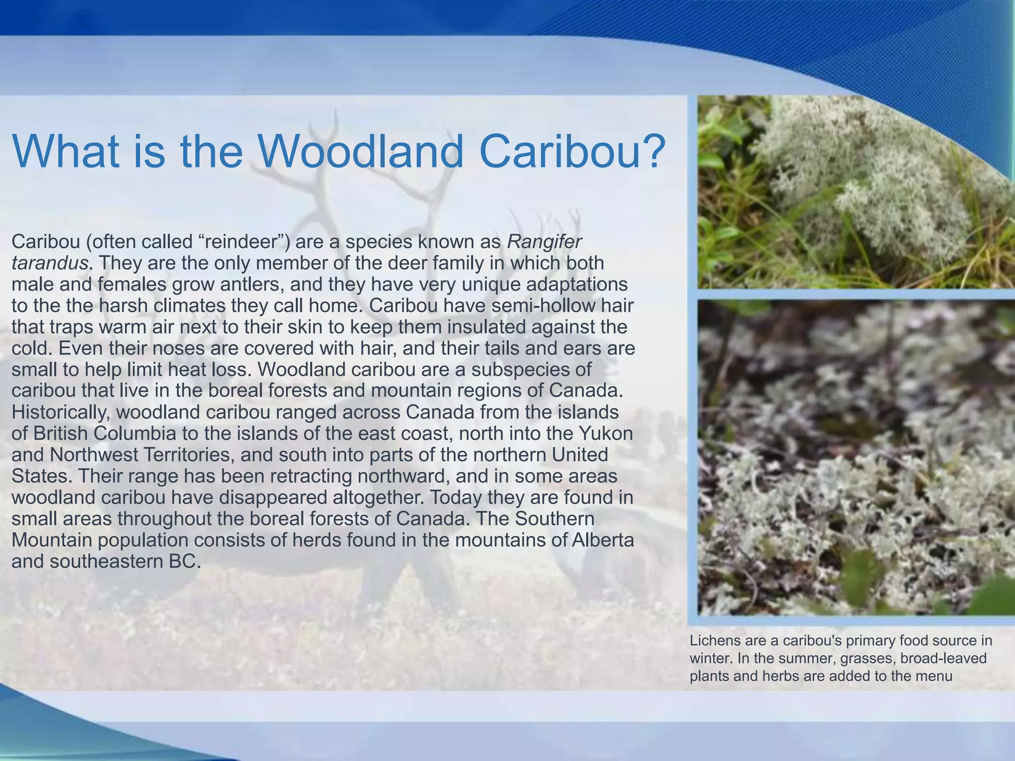 Caribou (often called “reindeer”) are a species known as Rangifer
tarandus. They are the only member of the deer family in which both
male and females grow antlers, and they have very unique adaptations
to the the harsh climates they call home. Caribou have semi-hollow hair
that traps warm air next to their skin to keep them insulated against the
cold. Even their noses are covered with hair, and their tails and ears are
small to help limit heat loss. Woodland caribou are a subspecies of
caribou that live in the boreal forests and mountain regions of Canada.
Historically, woodland caribou ranged across Canada from the islands
of British Columbia to the islands of the east coast, north into the Yukon
and Northwest Territories, and south into parts of the northern United
States. Their range has been retracting northward, and in some areas
woodland caribou have disappeared altogether. Today they are found in
small areas throughout the boreal forests of Canada. The Southern
Mountain population consists of herds found in the mountains of Alberta
and southeastern BC.
Lichens are a caribou's primary food source in
winter. In the summer, grasses, broad-leaved
plants and herbs are added to the menu
What is the Woodland Caribou?
 