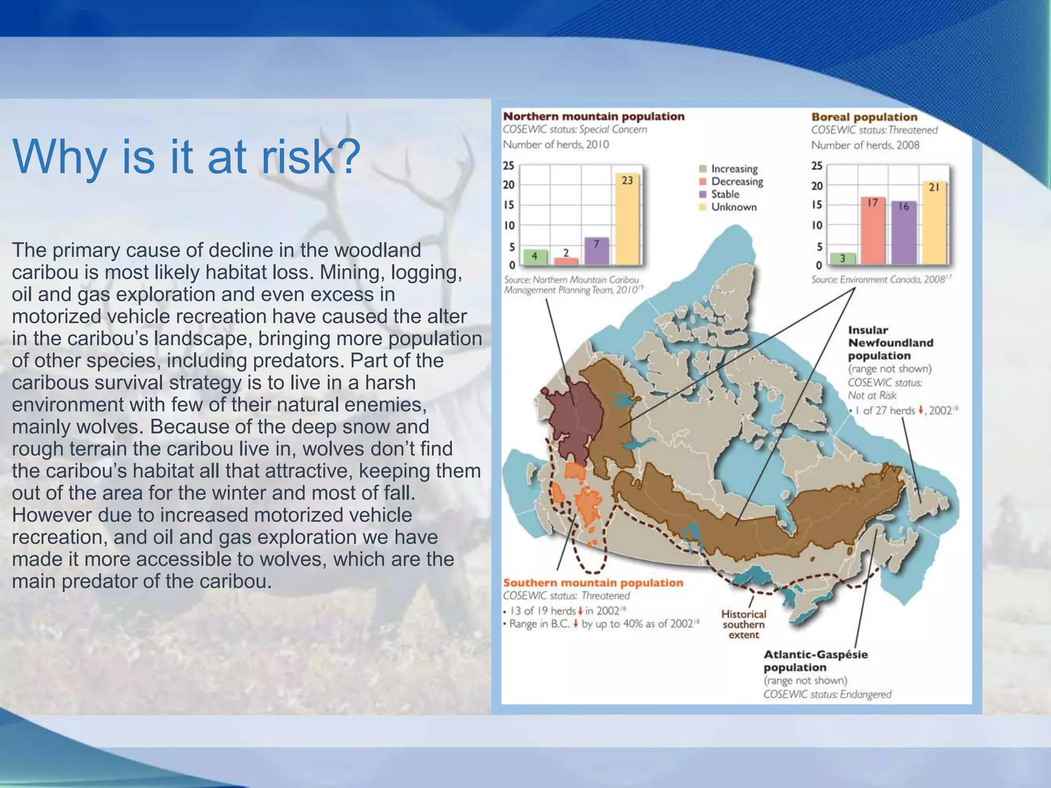 Why is it at risk?
The primary cause of decline in the woodland
caribou is most likely habitat loss. Mining, logging,
oil and gas exploration and even excess in
motorized vehicle recreation have caused the alter
in the caribou’s landscape, bringing more population
of other species, including predators. Part of the
caribous survival strategy is to live in a harsh
environment with few of their natural enemies,
mainly wolves. Because of the deep snow and
rough terrain the caribou live in, wolves don’t find
the caribou’s habitat all that attractive, keeping them
out of the area for the winter and most of fall.
However due to increased motorized vehicle
recreation, and oil and gas exploration we have
made it more accessible to wolves, which are the
main predator of the caribou.
 