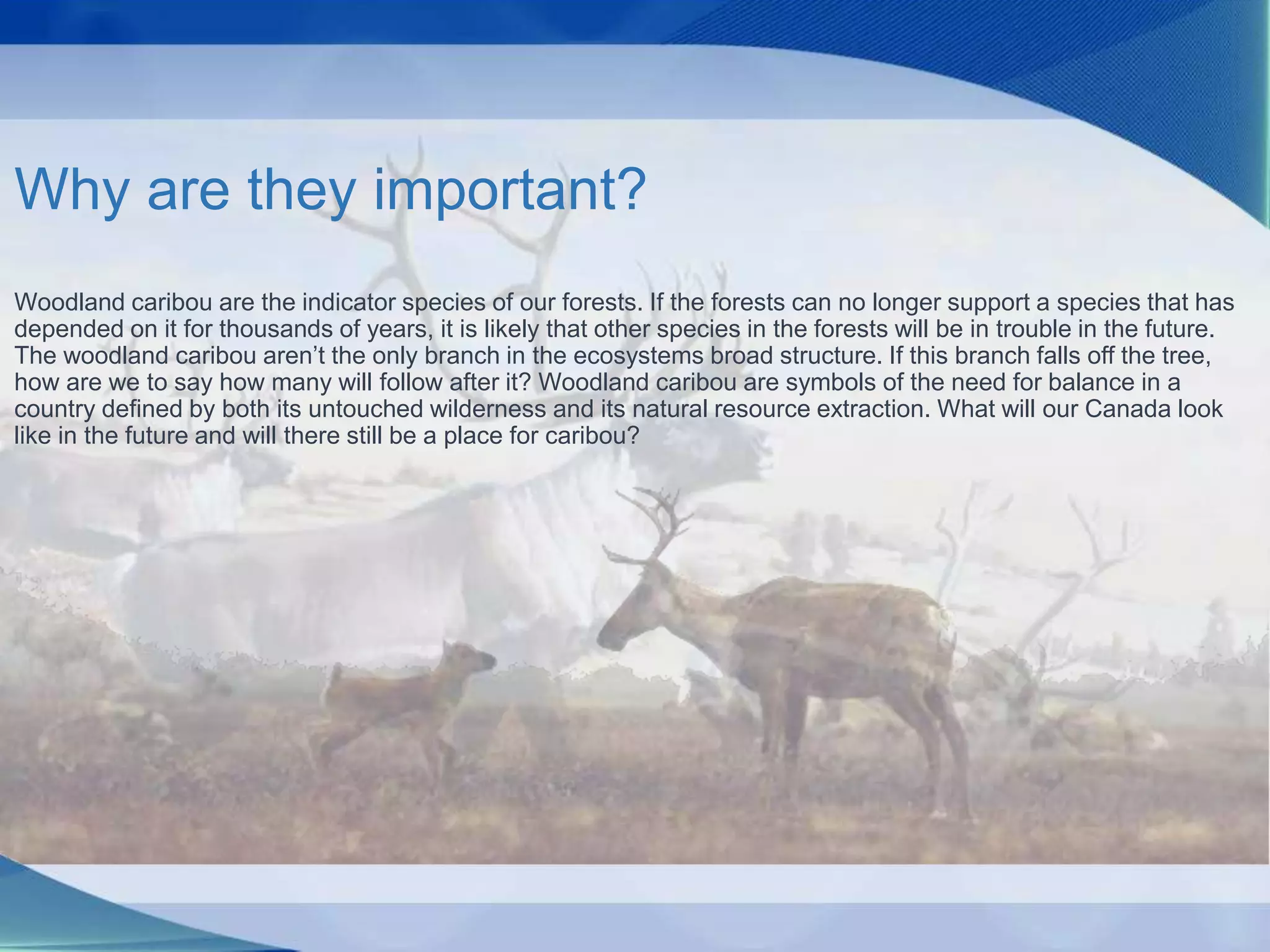 Why are they important?
Woodland caribou are the indicator species of our forests. If the forests can no longer support a species that has
depended on it for thousands of years, it is likely that other species in the forests will be in trouble in the future.
The woodland caribou aren’t the only branch in the ecosystems broad structure. If this branch falls off the tree,
how are we to say how many will follow after it? Woodland caribou are symbols of the need for balance in a
country defined by both its untouched wilderness and its natural resource extraction. What will our Canada look
like in the future and will there still be a place for caribou?
 