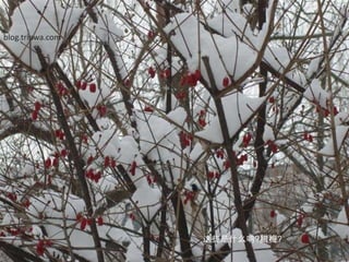 blog.tripwa.com这些是什么呐?腊梅?