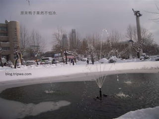 原来鸭子果然不怕冷.blog.tripwa.com