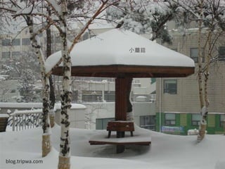 小蘑菇blog.tripwa.com