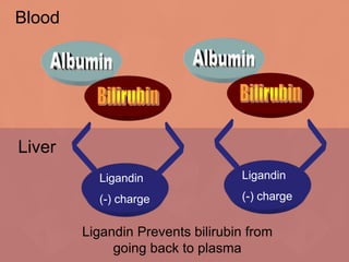 Blood
Liver
Ligandin
(-) charge
Ligandin
(-) charge
Ligandin Prevents bilirubin from
going back to plasma
 