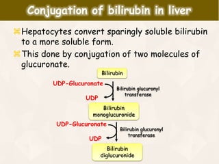 Hepatocytes convert sparingly soluble bilirubin
to a more soluble form.
This done by conjugation of two molecules of
glucuronate.
Conjugation of bilirubin in liver
Bilirubin
UDP-Glucuronate
UDP
Bilirubin glucuronyl
transferase
Bilirubin
monoglucuronide
UDP-Glucuronate
UDP
Bilirubin glucuronyl
transferase
Bilirubin
diglucuronide
 