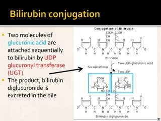  Two molecules of
glucuronic acid are
attached sequentially
to bilirubin by UDP
glucuronyl transferase
(UGT)
 The product, bilirubin
diglucuronide is
excreted in the bile
 
