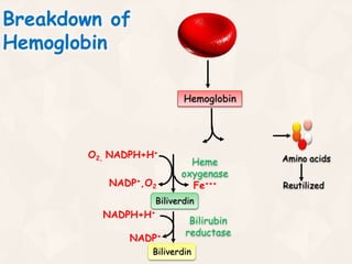 Breakdown of
Hemoglobin
Heme globin
Biliverdin
Biliverdin
Amino acids
Reutilized
O2, NADPH+H+
NADP+,O2
NADPH+H+
NADP+
Heme
oxygenase
Bilirubin
reductase
Fe+++
Hemoglobin
 