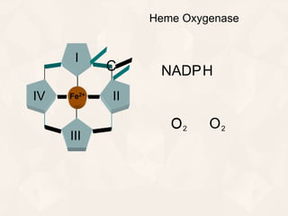 I
II
III
IV Fe2+
NADPHC
O2O O2
Heme Oxygenase
O
 