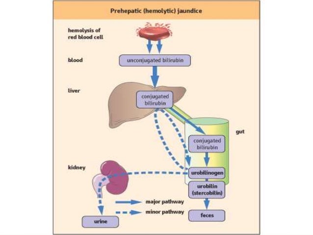 Heme Degradation And Jaundice