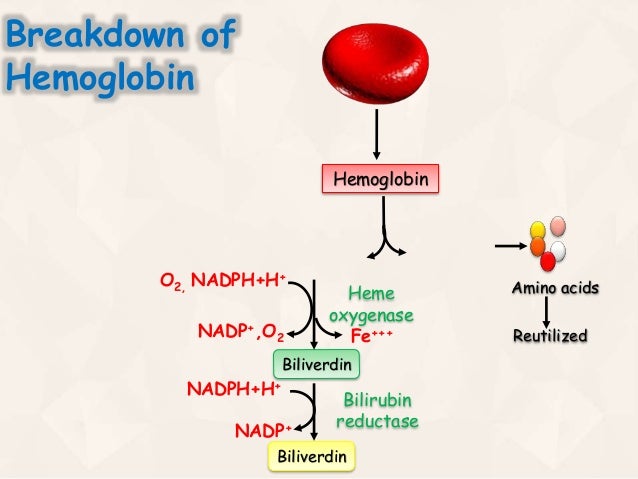 Heme Degradation And Jaundice