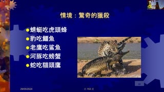 情境：驚奇的獵殺
蜻蜓吃虎頭蜂
豹吃鱷魚
老鷹吃鯊魚
河豚吃螃蟹
蛇吃貓頭鷹
29/05/2024 共 153 頁
93
 