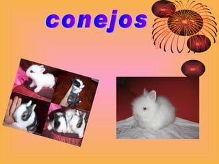 conejos 