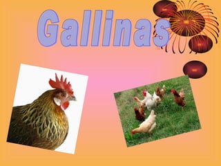 Gallinas 