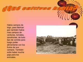 ¿Qué cultivos había? Había campos de trigo, para fabricar pan también había mas campos de verduras, tomates, zanahorias, de todo tipo de comida para luego poder alimentarse con los frutos de sus campos. También solía haber mucha paja para los animales. 