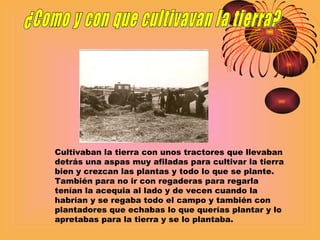 ¿Como y con que cultivavan la tierra? Cultivaban la tierra con unos tractores que llevaban detrás una aspas muy afiladas para cultivar la tierra bien y crezcan las plantas y todo lo que se plante. También para no ir con regaderas para regarla tenían la acequia al lado y de vecen cuando la habrían y se regaba todo el campo y también con plantadores que echabas lo que querías plantar y lo apretabas para la tierra y se lo plantaba. 