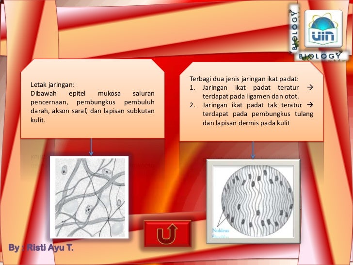 Jaringan Hewan Vertebrata