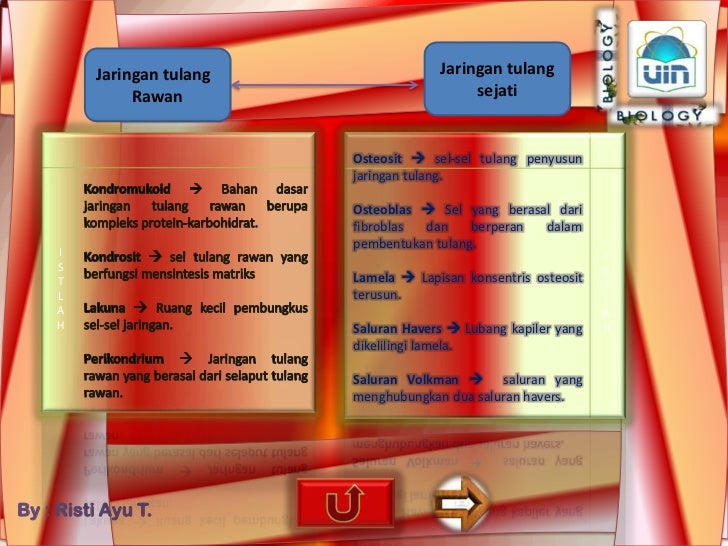 Jaringan Hewan Vertebrata