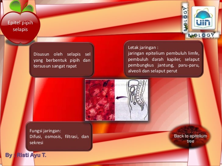 Jaringan Hewan Vertebrata