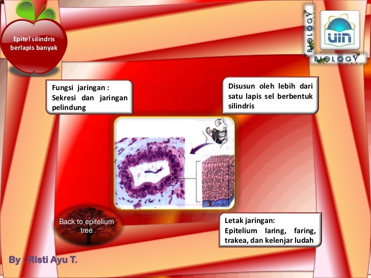 Jaringan Hewan Vertebrata