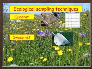 500216481-IGCSE-Biology-Section-4-Lesson-1.ppt