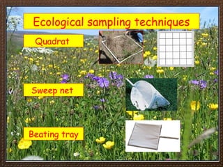 500216481-IGCSE-Biology-Section-4-Lesson-1.ppt