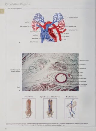 Atlas Of Human Anatomy Clinical Edition Elbermani Walid Franke | PDF