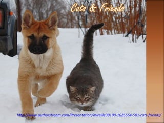 http://www.authorstream.com/Presentation/mireille30100-1625564-501-cats-friends/
 