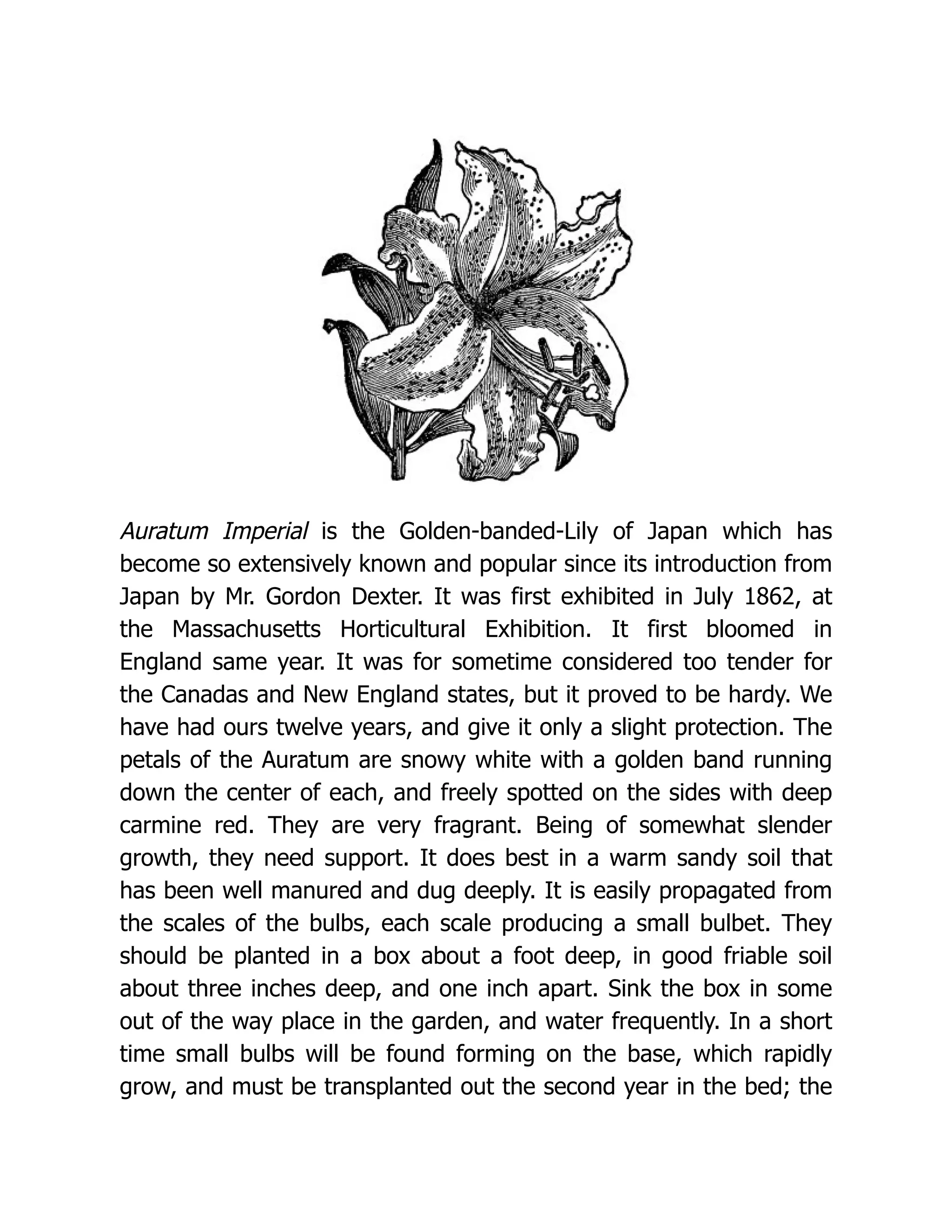 Auratum Imperial is the Golden-banded-Lily of Japan which has
become so extensively known and popular since its introduction from
Japan by Mr. Gordon Dexter. It was first exhibited in July 1862, at
the Massachusetts Horticultural Exhibition. It first bloomed in
England same year. It was for sometime considered too tender for
the Canadas and New England states, but it proved to be hardy. We
have had ours twelve years, and give it only a slight protection. The
petals of the Auratum are snowy white with a golden band running
down the center of each, and freely spotted on the sides with deep
carmine red. They are very fragrant. Being of somewhat slender
growth, they need support. It does best in a warm sandy soil that
has been well manured and dug deeply. It is easily propagated from
the scales of the bulbs, each scale producing a small bulbet. They
should be planted in a box about a foot deep, in good friable soil
about three inches deep, and one inch apart. Sink the box in some
out of the way place in the garden, and water frequently. In a short
time small bulbs will be found forming on the base, which rapidly
grow, and must be transplanted out the second year in the bed; the
 