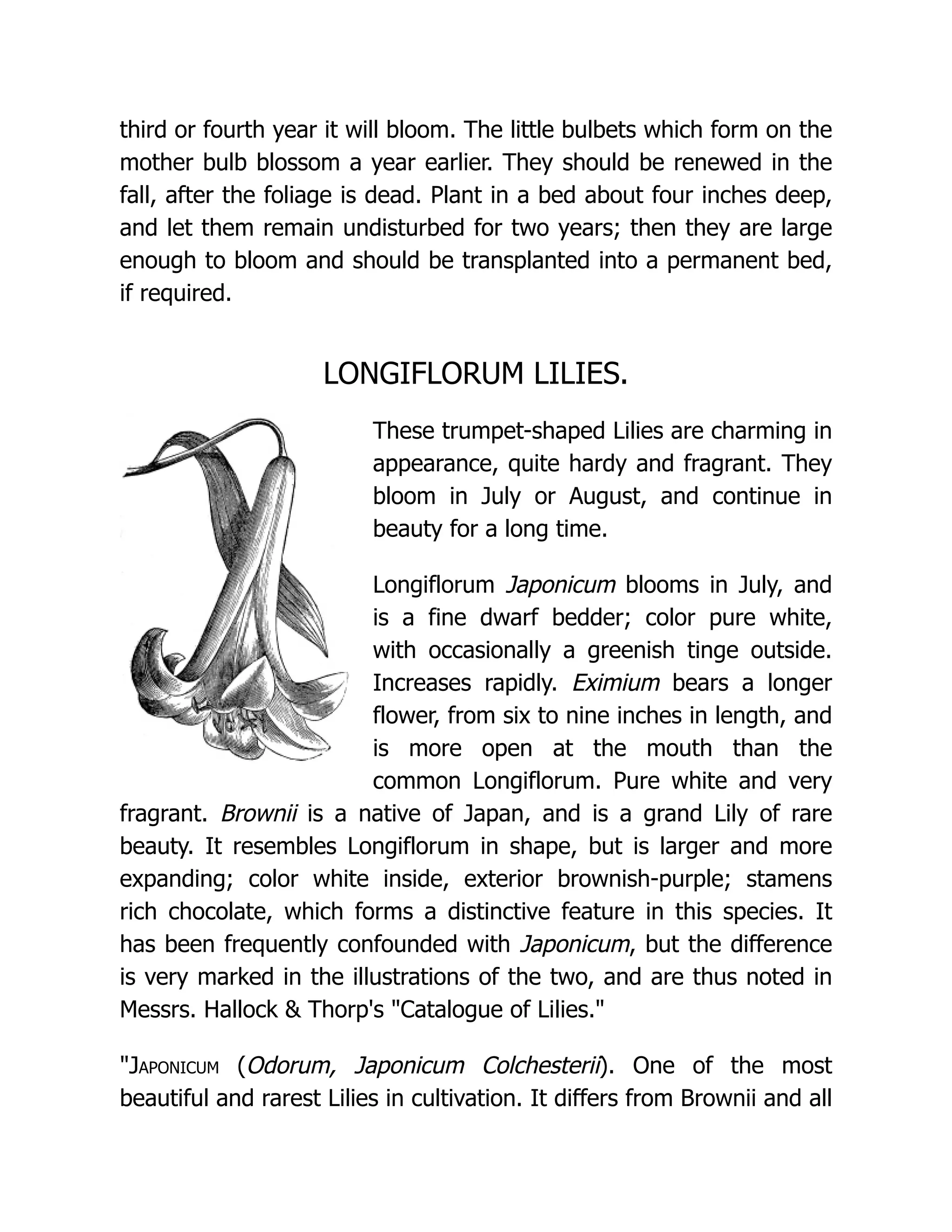 third or fourth year it will bloom. The little bulbets which form on the
mother bulb blossom a year earlier. They should be renewed in the
fall, after the foliage is dead. Plant in a bed about four inches deep,
and let them remain undisturbed for two years; then they are large
enough to bloom and should be transplanted into a permanent bed,
if required.
LONGIFLORUM LILIES.
These trumpet-shaped Lilies are charming in
appearance, quite hardy and fragrant. They
bloom in July or August, and continue in
beauty for a long time.
Longiflorum Japonicum blooms in July, and
is a fine dwarf bedder; color pure white,
with occasionally a greenish tinge outside.
Increases rapidly. Eximium bears a longer
flower, from six to nine inches in length, and
is more open at the mouth than the
common Longiflorum. Pure white and very
fragrant. Brownii is a native of Japan, and is a grand Lily of rare
beauty. It resembles Longiflorum in shape, but is larger and more
expanding; color white inside, exterior brownish-purple; stamens
rich chocolate, which forms a distinctive feature in this species. It
has been frequently confounded with Japonicum, but the difference
is very marked in the illustrations of the two, and are thus noted in
Messrs. Hallock & Thorp's "Catalogue of Lilies."
"Japonicum (Odorum, Japonicum Colchesterii). One of the most
beautiful and rarest Lilies in cultivation. It differs from Brownii and all
 