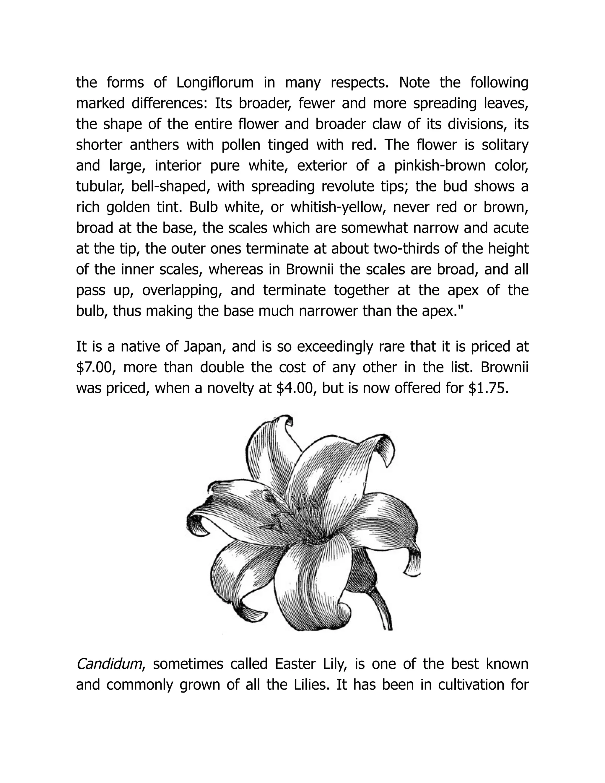 the forms of Longiflorum in many respects. Note the following
marked differences: Its broader, fewer and more spreading leaves,
the shape of the entire flower and broader claw of its divisions, its
shorter anthers with pollen tinged with red. The flower is solitary
and large, interior pure white, exterior of a pinkish-brown color,
tubular, bell-shaped, with spreading revolute tips; the bud shows a
rich golden tint. Bulb white, or whitish-yellow, never red or brown,
broad at the base, the scales which are somewhat narrow and acute
at the tip, the outer ones terminate at about two-thirds of the height
of the inner scales, whereas in Brownii the scales are broad, and all
pass up, overlapping, and terminate together at the apex of the
bulb, thus making the base much narrower than the apex."
It is a native of Japan, and is so exceedingly rare that it is priced at
$7.00, more than double the cost of any other in the list. Brownii
was priced, when a novelty at $4.00, but is now offered for $1.75.
Candidum, sometimes called Easter Lily, is one of the best known
and commonly grown of all the Lilies. It has been in cultivation for
 