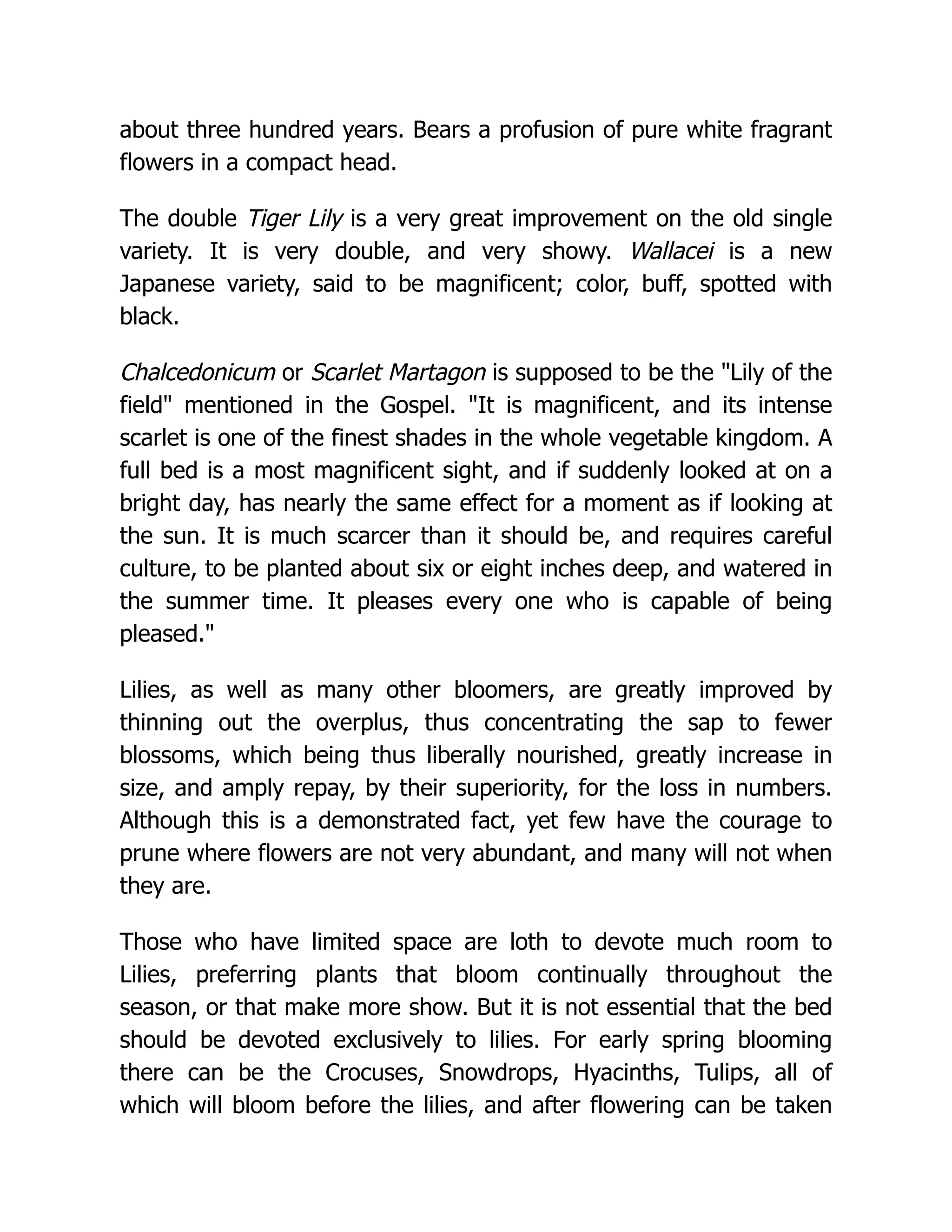 about three hundred years. Bears a profusion of pure white fragrant
flowers in a compact head.
The double Tiger Lily is a very great improvement on the old single
variety. It is very double, and very showy. Wallacei is a new
Japanese variety, said to be magnificent; color, buff, spotted with
black.
Chalcedonicum or Scarlet Martagon is supposed to be the "Lily of the
field" mentioned in the Gospel. "It is magnificent, and its intense
scarlet is one of the finest shades in the whole vegetable kingdom. A
full bed is a most magnificent sight, and if suddenly looked at on a
bright day, has nearly the same effect for a moment as if looking at
the sun. It is much scarcer than it should be, and requires careful
culture, to be planted about six or eight inches deep, and watered in
the summer time. It pleases every one who is capable of being
pleased."
Lilies, as well as many other bloomers, are greatly improved by
thinning out the overplus, thus concentrating the sap to fewer
blossoms, which being thus liberally nourished, greatly increase in
size, and amply repay, by their superiority, for the loss in numbers.
Although this is a demonstrated fact, yet few have the courage to
prune where flowers are not very abundant, and many will not when
they are.
Those who have limited space are loth to devote much room to
Lilies, preferring plants that bloom continually throughout the
season, or that make more show. But it is not essential that the bed
should be devoted exclusively to lilies. For early spring blooming
there can be the Crocuses, Snowdrops, Hyacinths, Tulips, all of
which will bloom before the lilies, and after flowering can be taken
 