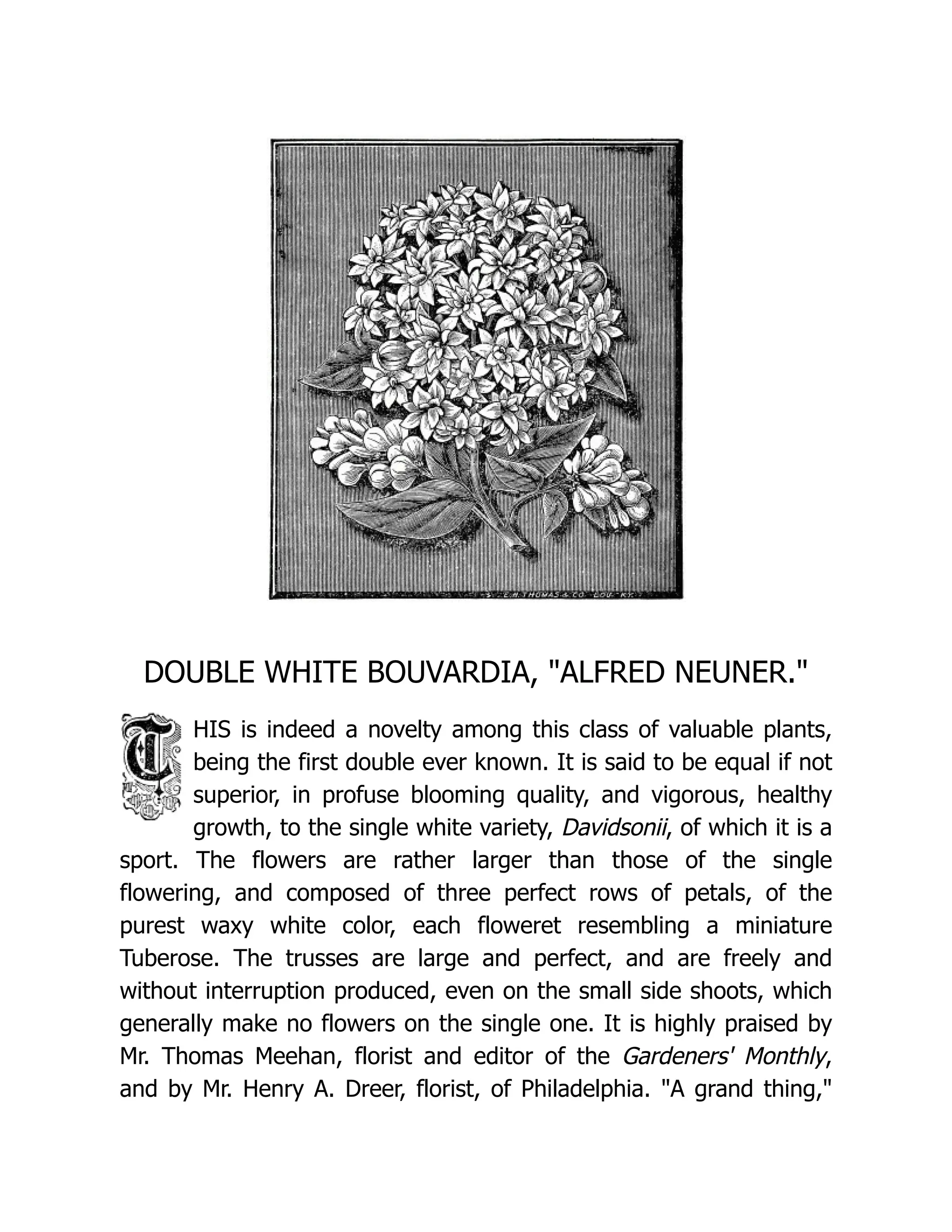 DOUBLE WHITE BOUVARDIA, "ALFRED NEUNER."
HIS is indeed a novelty among this class of valuable plants,
being the first double ever known. It is said to be equal if not
superior, in profuse blooming quality, and vigorous, healthy
growth, to the single white variety, Davidsonii, of which it is a
sport. The flowers are rather larger than those of the single
flowering, and composed of three perfect rows of petals, of the
purest waxy white color, each floweret resembling a miniature
Tuberose. The trusses are large and perfect, and are freely and
without interruption produced, even on the small side shoots, which
generally make no flowers on the single one. It is highly praised by
Mr. Thomas Meehan, florist and editor of the Gardeners' Monthly,
and by Mr. Henry A. Dreer, florist, of Philadelphia. "A grand thing,"
 