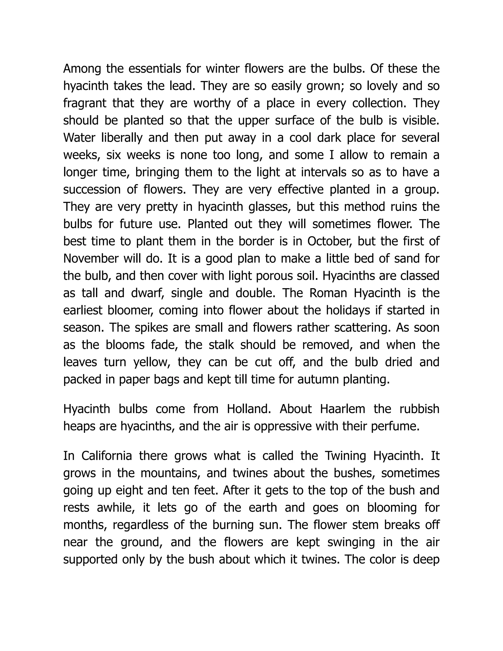 Among the essentials for winter flowers are the bulbs. Of these the
hyacinth takes the lead. They are so easily grown; so lovely and so
fragrant that they are worthy of a place in every collection. They
should be planted so that the upper surface of the bulb is visible.
Water liberally and then put away in a cool dark place for several
weeks, six weeks is none too long, and some I allow to remain a
longer time, bringing them to the light at intervals so as to have a
succession of flowers. They are very effective planted in a group.
They are very pretty in hyacinth glasses, but this method ruins the
bulbs for future use. Planted out they will sometimes flower. The
best time to plant them in the border is in October, but the first of
November will do. It is a good plan to make a little bed of sand for
the bulb, and then cover with light porous soil. Hyacinths are classed
as tall and dwarf, single and double. The Roman Hyacinth is the
earliest bloomer, coming into flower about the holidays if started in
season. The spikes are small and flowers rather scattering. As soon
as the blooms fade, the stalk should be removed, and when the
leaves turn yellow, they can be cut off, and the bulb dried and
packed in paper bags and kept till time for autumn planting.
Hyacinth bulbs come from Holland. About Haarlem the rubbish
heaps are hyacinths, and the air is oppressive with their perfume.
In California there grows what is called the Twining Hyacinth. It
grows in the mountains, and twines about the bushes, sometimes
going up eight and ten feet. After it gets to the top of the bush and
rests awhile, it lets go of the earth and goes on blooming for
months, regardless of the burning sun. The flower stem breaks off
near the ground, and the flowers are kept swinging in the air
supported only by the bush about which it twines. The color is deep
 