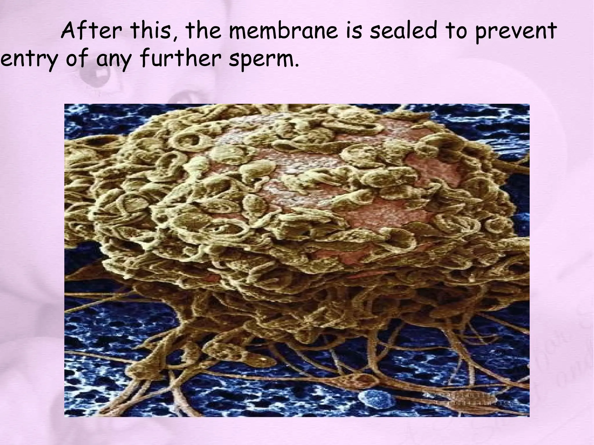 After this, the membrane is sealed to prevent
entry of any further sperm.
 