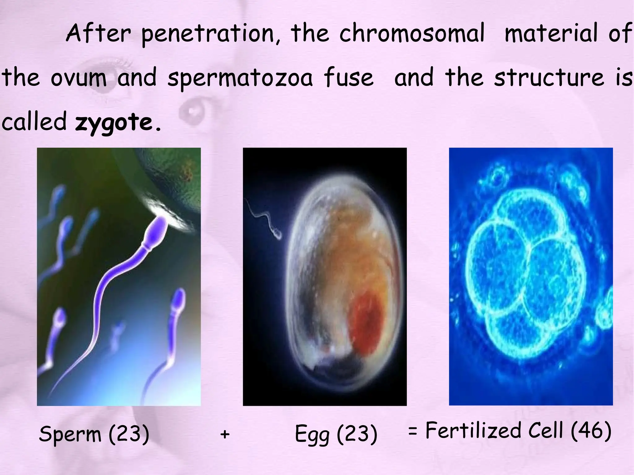 After penetration, the chromosomal material of
the ovum and spermatozoa fuse and the structure is
called zygote.
Sperm (23) + Egg (23) = Fertilized Cell (46)
 