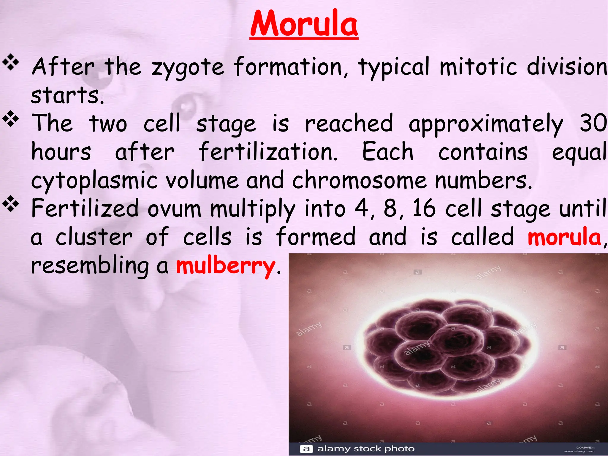 Morula
 After the zygote formation, typical mitotic division
starts.
 The two cell stage is reached approximately 30
hours after fertilization. Each contains equal
cytoplasmic volume and chromosome numbers.
 Fertilized ovum multiply into 4, 8, 16 cell stage until
a cluster of cells is formed and is called morula,
resembling a mulberry.
 