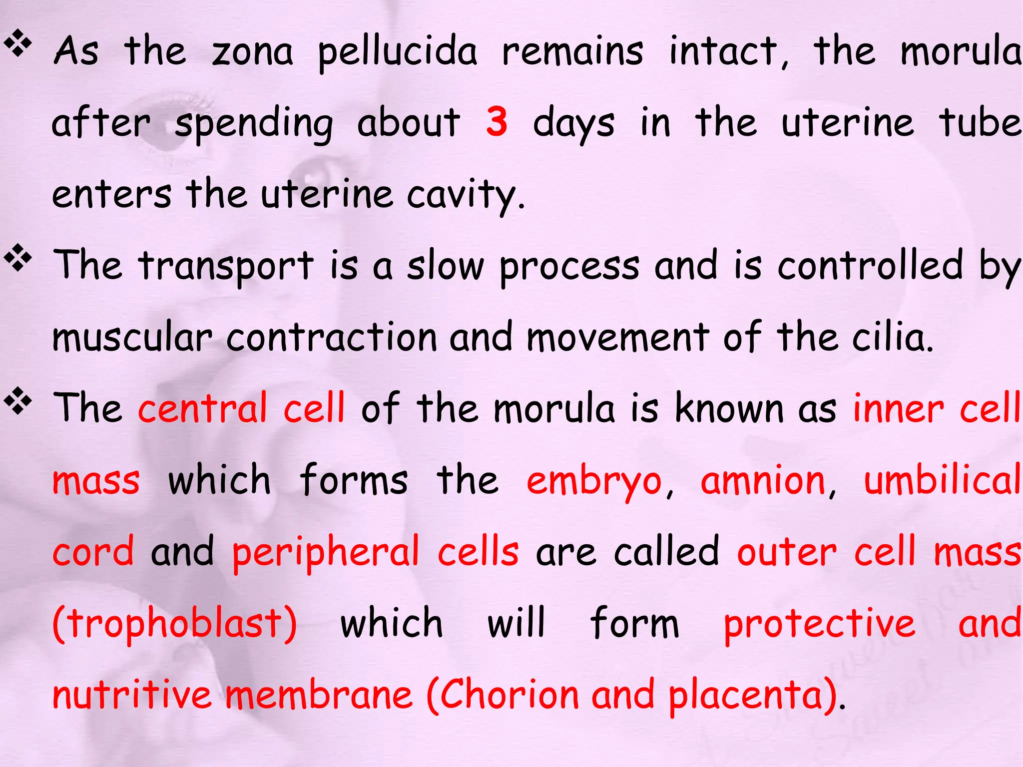  As the zona pellucida remains intact, the morula
after spending about 3 days in the uterine tube
enters the uterine cavity.
 The transport is a slow process and is controlled by
muscular contraction and movement of the cilia.
 The central cell of the morula is known as inner cell
mass which forms the embryo, amnion, umbilical
cord and peripheral cells are called outer cell mass
(trophoblast) which will form protective and
nutritive membrane (Chorion and placenta).
 