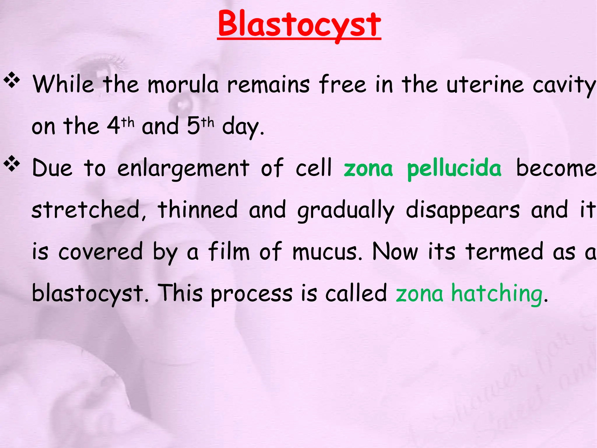 Blastocyst
 While the morula remains free in the uterine cavity
on the 4th
and 5th
day.
 Due to enlargement of cell zona pellucida become
stretched, thinned and gradually disappears and it
is covered by a film of mucus. Now its termed as a
blastocyst. This process is called zona hatching.
 