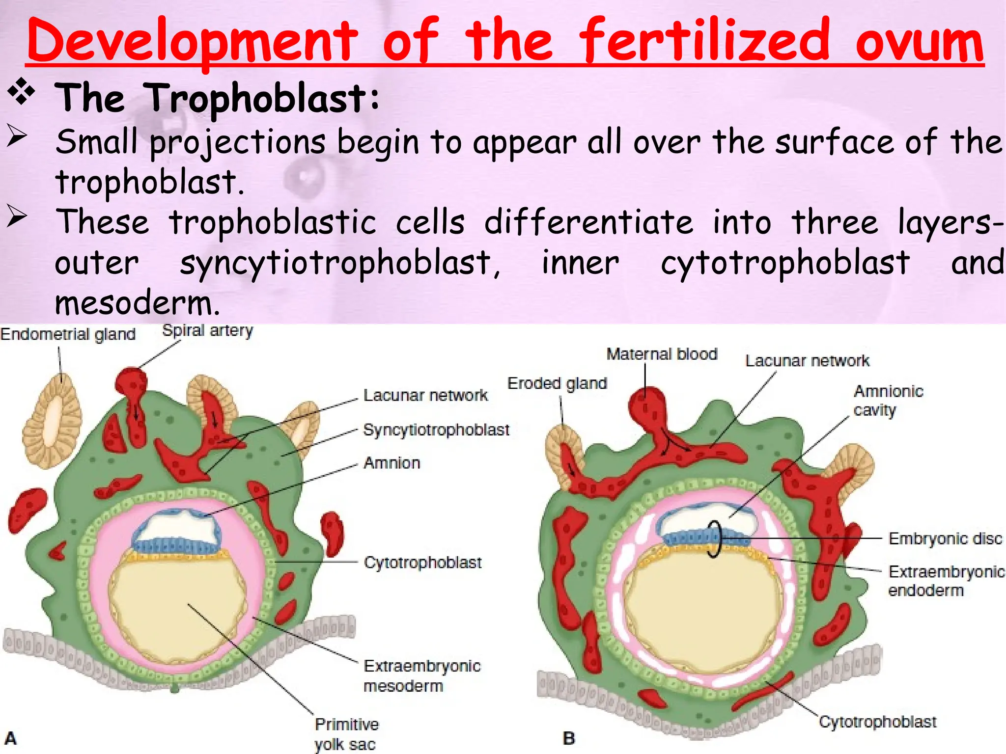 Development of the fertilized ovum
 The Trophoblast:
 Small projections begin to appear all over the surface of the
trophoblast.
 These trophoblastic cells differentiate into three layers-
outer syncytiotrophoblast, inner cytotrophoblast and
mesoderm.
 