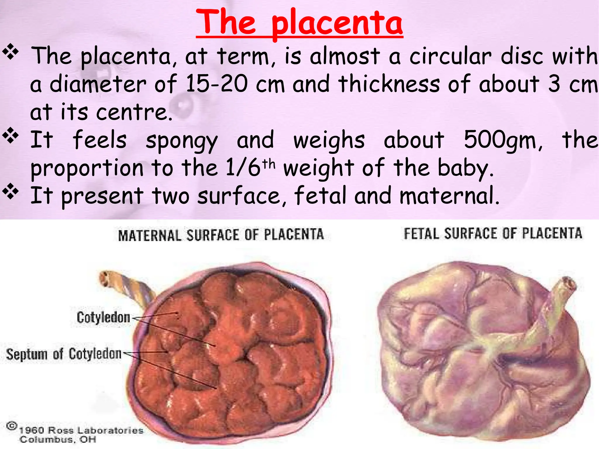 The placenta
 The placenta, at term, is almost a circular disc with
a diameter of 15-20 cm and thickness of about 3 cm
at its centre.
 It feels spongy and weighs about 500gm, the
proportion to the 1/6th
weight of the baby.
 It present two surface, fetal and maternal.
 
