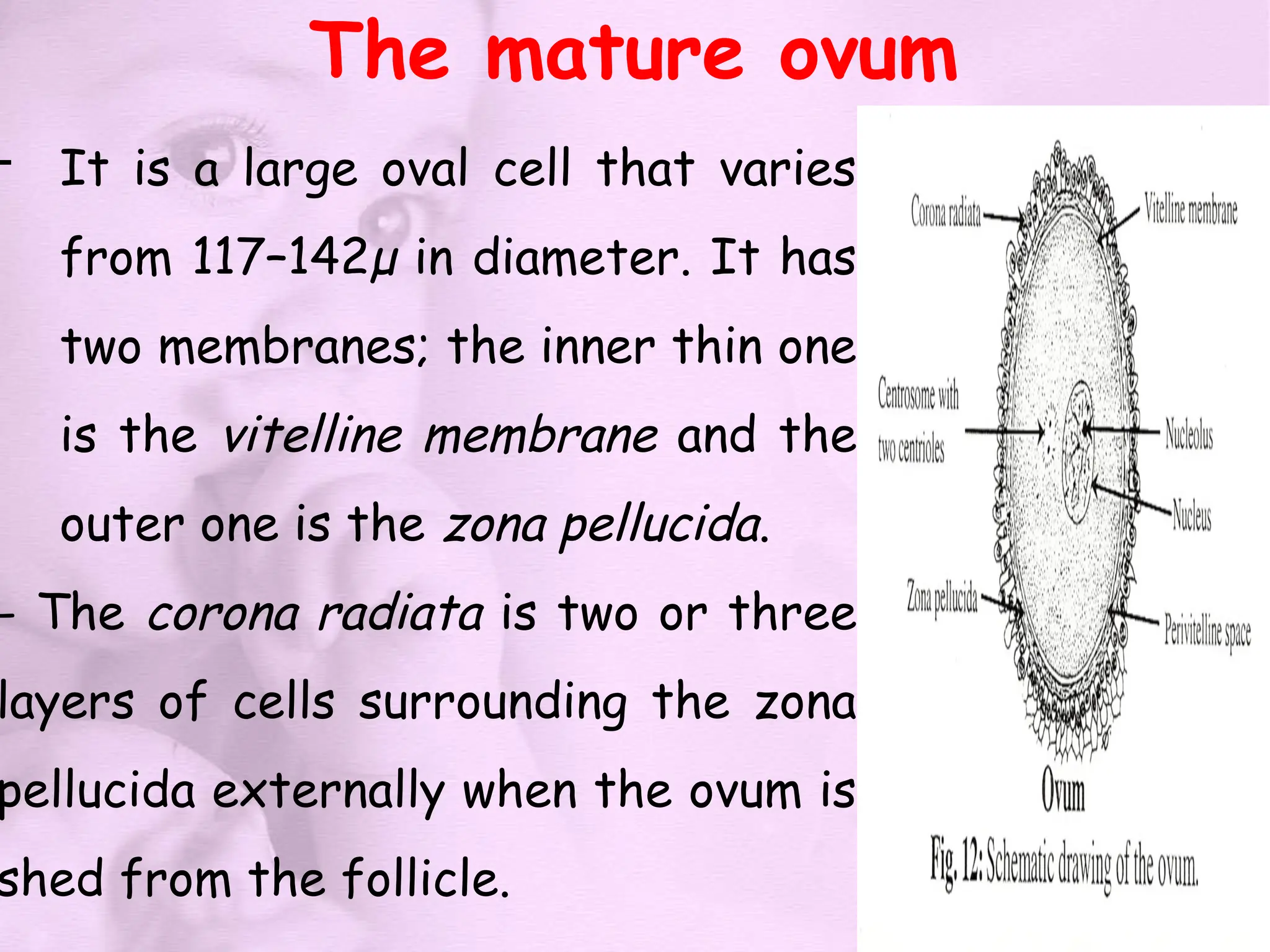 The mature ovum
- It is a large oval cell that varies
from 117–142µ in diameter. It has
two membranes; the inner thin one
is the vitelline membrane and the
outer one is the zona pellucida.
- The corona radiata is two or three
layers of cells surrounding the zona
pellucida externally when the ovum is
shed from the follicle.
 
