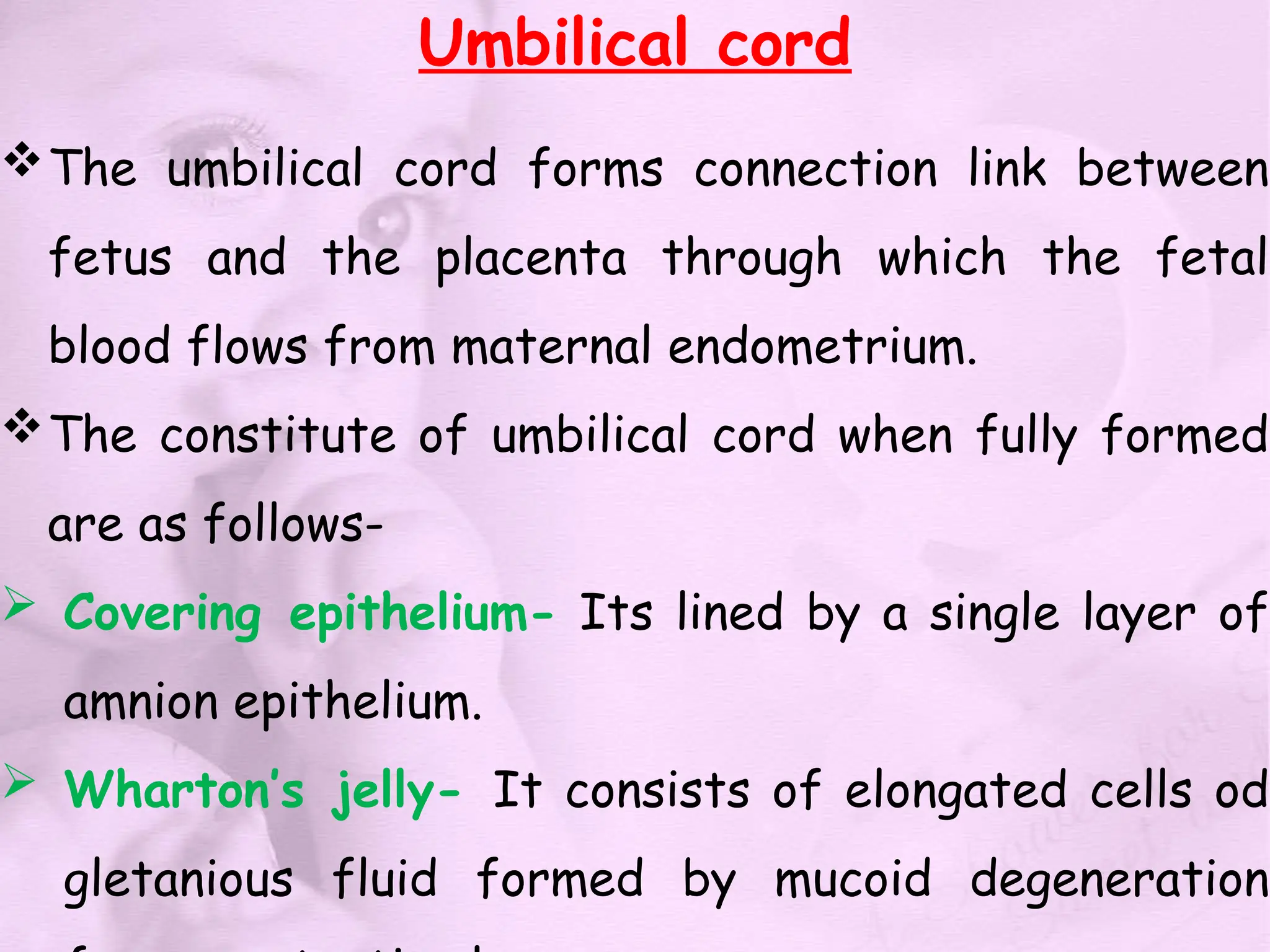 Umbilical cord
The umbilical cord forms connection link between
fetus and the placenta through which the fetal
blood flows from maternal endometrium.
The constitute of umbilical cord when fully formed
are as follows-
 Covering epithelium- Its lined by a single layer of
amnion epithelium.
 Wharton’s jelly- It consists of elongated cells od
gletanious fluid formed by mucoid degeneration
 