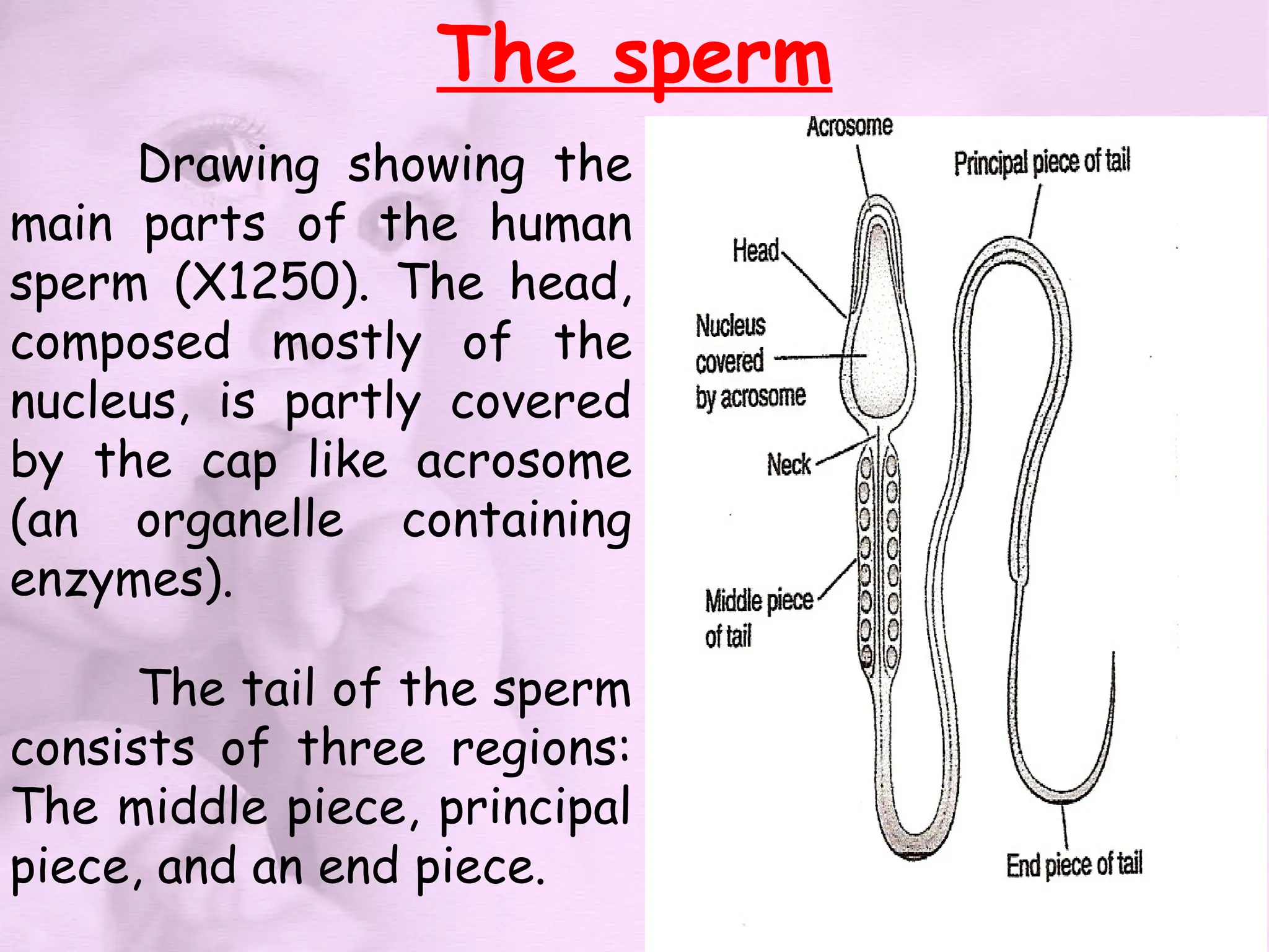 The sperm
Drawing showing the
main parts of the human
sperm (X1250). The head,
composed mostly of the
nucleus, is partly covered
by the cap like acrosome
(an organelle containing
enzymes).
The tail of the sperm
consists of three regions:
The middle piece, principal
piece, and an end piece.
 
