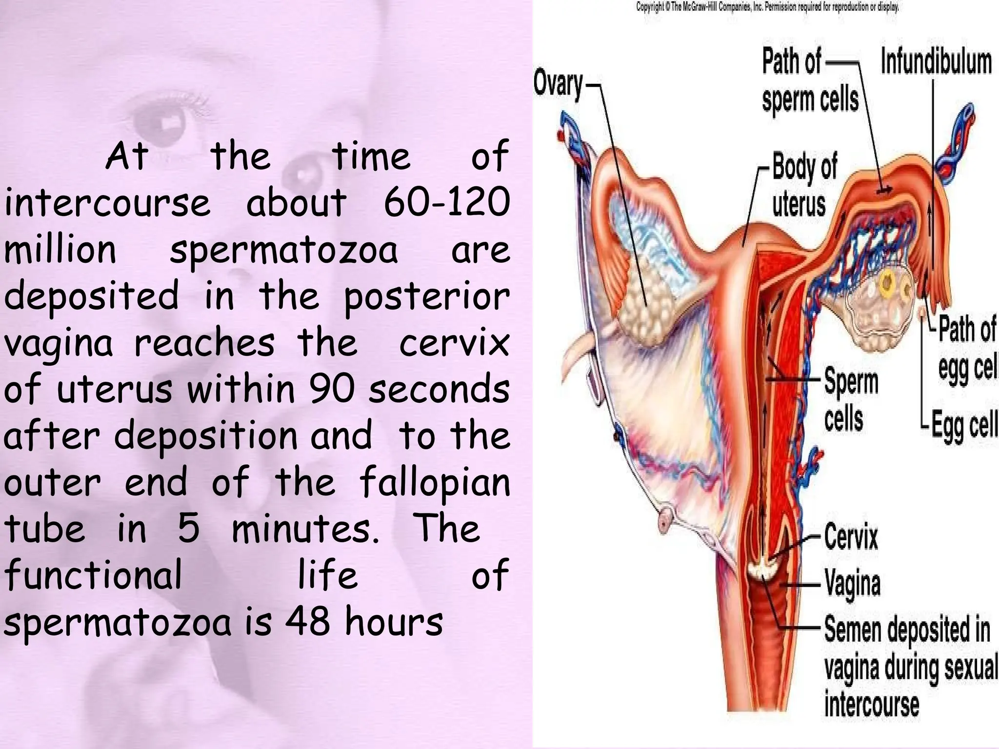 At the time of
intercourse about 60-120
million spermatozoa are
deposited in the posterior
vagina reaches the cervix
of uterus within 90 seconds
after deposition and to the
outer end of the fallopian
tube in 5 minutes. The
functional life of
spermatozoa is 48 hours
 
