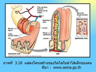 ภาพที่   3 . 18  แสดงโครงสร้างของวิลไลในลำไส้เล็กของคน ที่มา  :  www.sema.go.th 