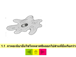 ภาพเคลื่อนที่  1 . 1  ภาพอะมีบายื่นไซโทพลาสซึมออกไปส่วนที่ยื่นเรียกว่าซูโดโพเดียม   