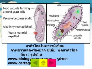 ภาพที่  1. 7  ภาพซ้ายแสดงการเคลื่อนที่ของฟูดแวคิวโอลในพารามีเซียม  ภาพขวาแสดงร่องปาก ซิเลีย  ฟูดแวคิวโอล  ที่มา  :  รูปซ้าย  www.biologycorner.com  รูปขวา  www.cartage.org.lb 