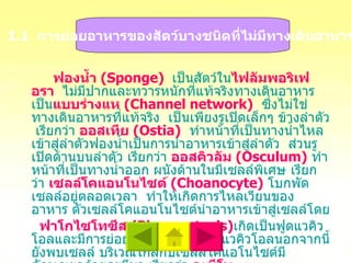 ฟองน้ำ  ( Sponge )   เป็นสัตว์ใน ไฟลัมพอริเฟอรา     ไม่มีปากและทวารหนักที่แท้จริงทางเดินอาหารเป็น แบบร่างแห  ( Channel network )   ซึ่งไม่ใช่ทางเดินอาหารที่แท้จริง  เป็นเพียงรูเปิดเล็กๆ ข้างลำตัว  เรียกว่า   ออสเทีย  ( Ostia )   ทำหน้าที่เป็นทางน้ำไหลเข้าสู่ลำตัวฟองน้ำเป็นการนำอาหารเข้าสู่ลำตัว  ส่วนรูเปิดด้านบนลำตัว เรียกว่า   ออสคิวลัม  ( Osculum )   ทำหน้าที่เป็นทางน้ำออก ผนังด้านในมีเซลล์พิเศษ เรียกว่า   เซลล์โคแอนโนไซต์  ( Choanocyte )   โบกพัดเซลล์อยู่ตลอดเวลา  ทำให้เกิดการไหลเวียนของอาหาร ตัวเซลล์โคแอนโนไซต์นำอาหารเข้าสู่เซลล์โดย ฟาโกไซโทซีส  ( Phagocytosis ) เกิดเป็นฟูดแวคิวโอลและมีการย่อยอาหารภายในฟูดแวคิวโอลนอกจากนี้ยังพบเซลล์ บริเวณใกล้กับเซลล์โคแอโนไซต์มีลักษณะคล้ายอะมีบา เรียกว่า   อะมีโบไซต์ ( Amoebocyte )   สามารถนำสารอินทรีย์ขนาดเล็กเข้าสู่เซลล์และย่อยอาหารภายในเซลล์แล้วส่งอาหารที่ย่อยแล้วไปยังเซลล์อื่นได้   1.1  การย่อยอาหารของสัตว์บางชนิดที่ไม่มีทางเดินอาหาร   