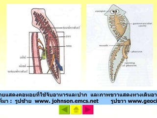 ภาพที่  2.3  ภาพซ้ายแสดงคอหอยที่ใช้จับอาหารและปาก  และภาพขวาแสดงทางเดินอาหารของพลานาเรีย ที่มา  :  รูปซ้าย  www. johnson.emcs.net  รูปขวา  www.geocities.com 