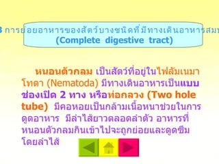 หนอนตัวกลม   เป็นสัตว์ที่อยู่ใน ไฟลัมเนมาโทดา  (Nematoda)   มีทางเดินอาหารเป็น แบบช่องเปิด  2  ทาง   หรือ ท่อกลวง  (Two hole tube)   มีคอหอยเป็นกล้ามเนื้อหนาช่วยในการดูดอาหาร  มีลำไส้ยาวตลอดลำตัว อาหารที่หนอนตัวกลมกินเข้าไปจะถูกย่อยและดูดซึมโดยลำไส้  1.3   การย่อยอาหารของสัตว์บางชนิดที่มีทางเดินอาหารสมบูรณ์ ( Complete  digestive  tract ) 